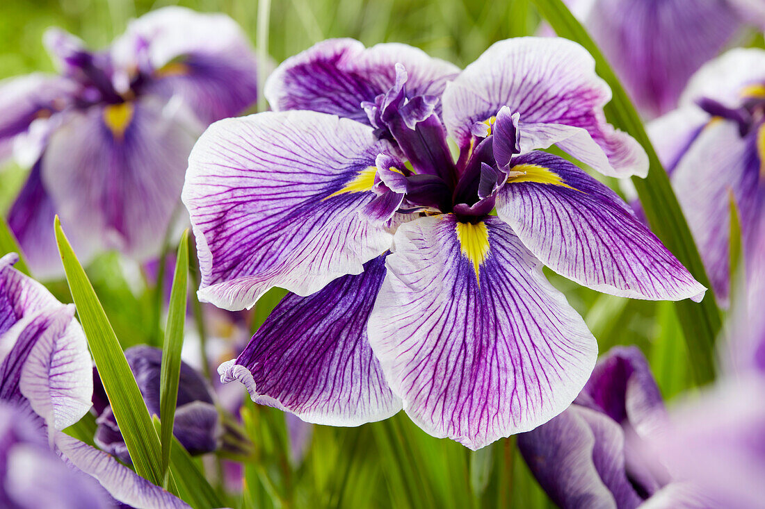 Iris ensata Dinner Plate Sundae