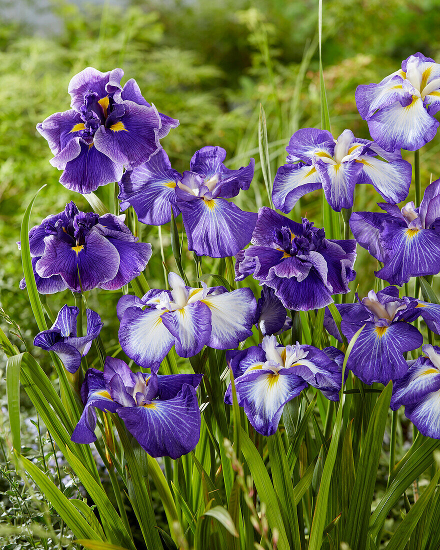 Iris ensata mix