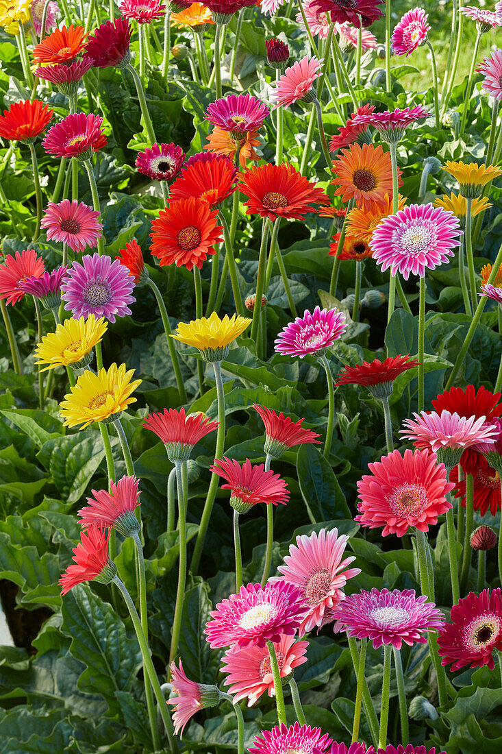 Gerbera mix