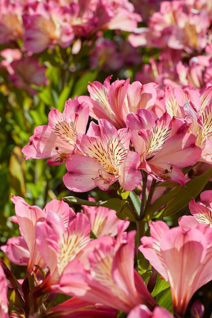 Inkalilie (Alstroemeria) 'Summer Break'