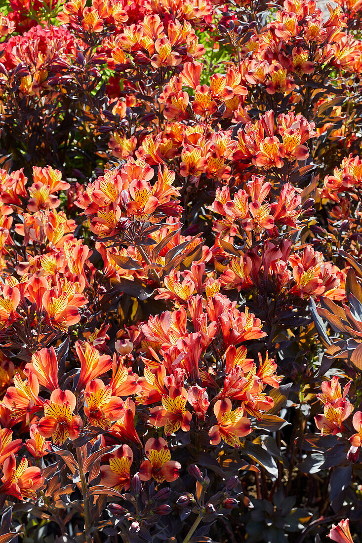 Alstroemeria Indian Summer®