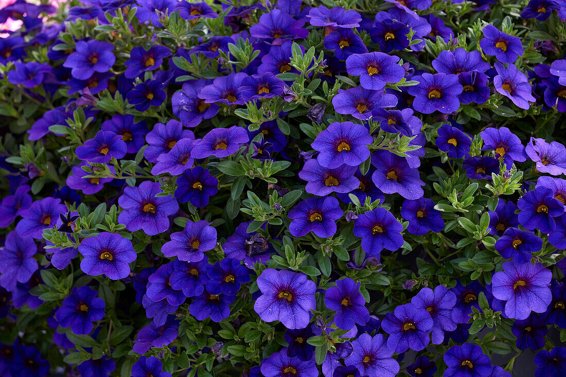 Calibrachoa parviflora Cabaret Early Deep Blue