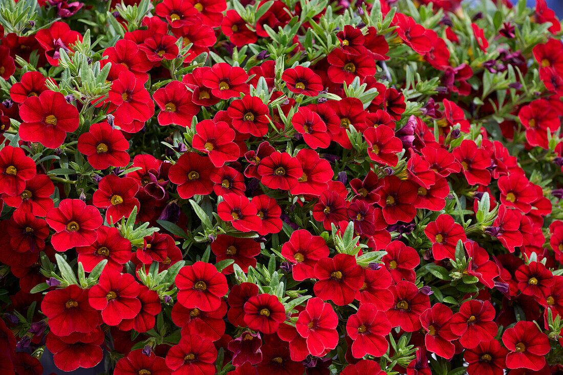 Kleinblütige Petunie (Calibrachoa parviflora) 'Cabaret Bright Red'