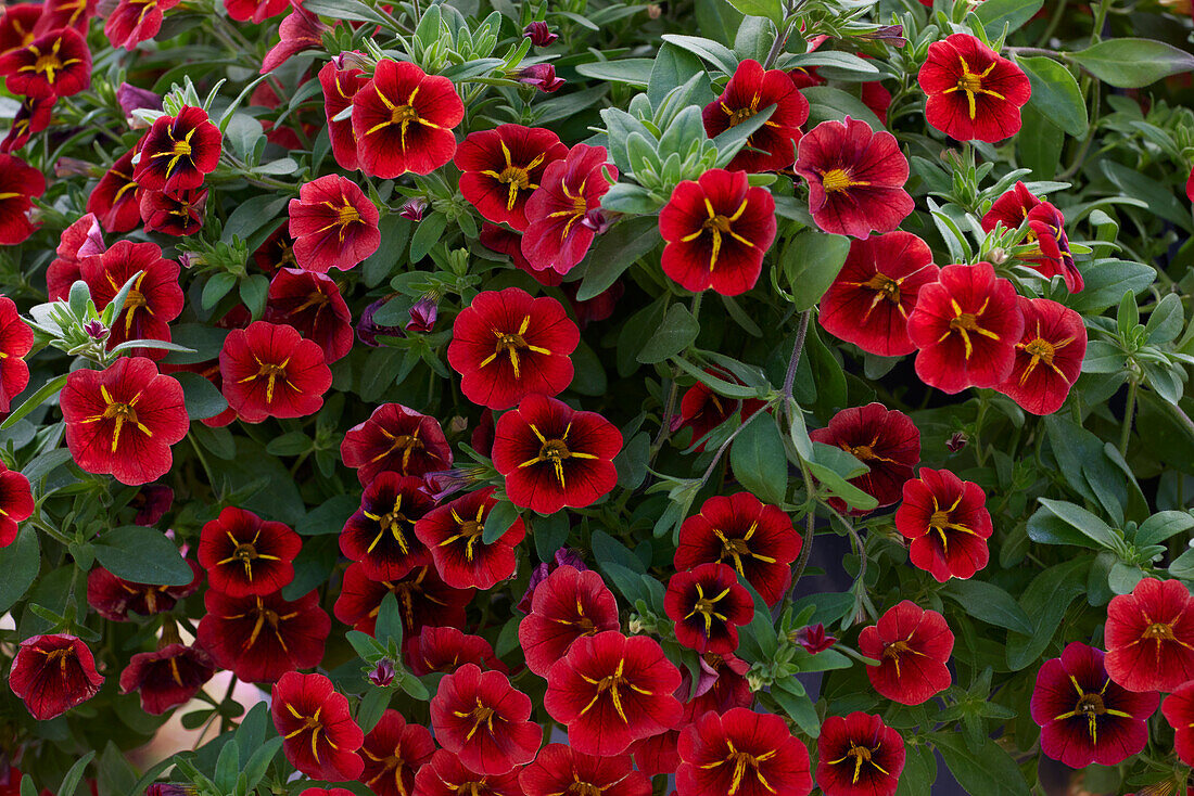 Calibrachoa parviflora Cabaret Special Red Kiss