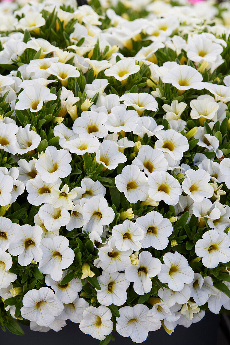 Calibrachoa parviflora Conga White
