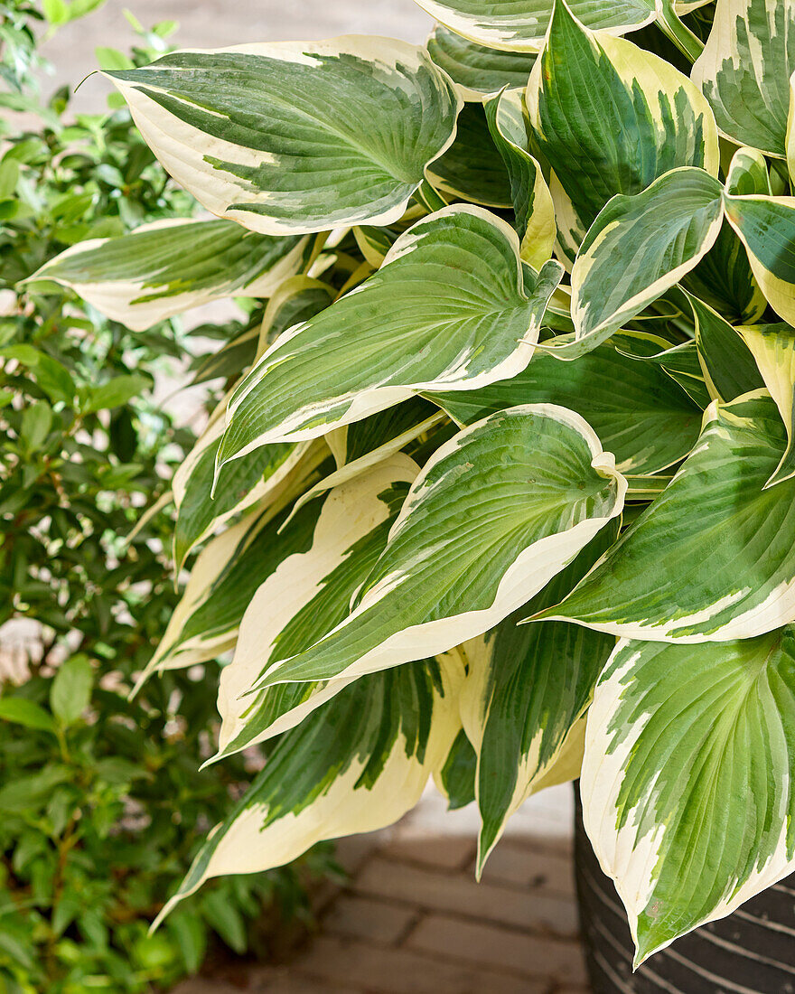 Funkie (Hosta) 'Hi Class'