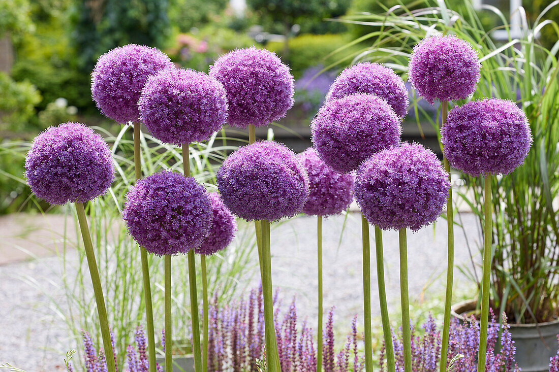 Allium giganteum