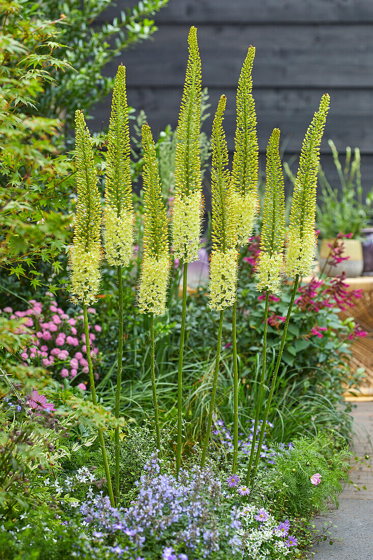 Eremurus Vanilla