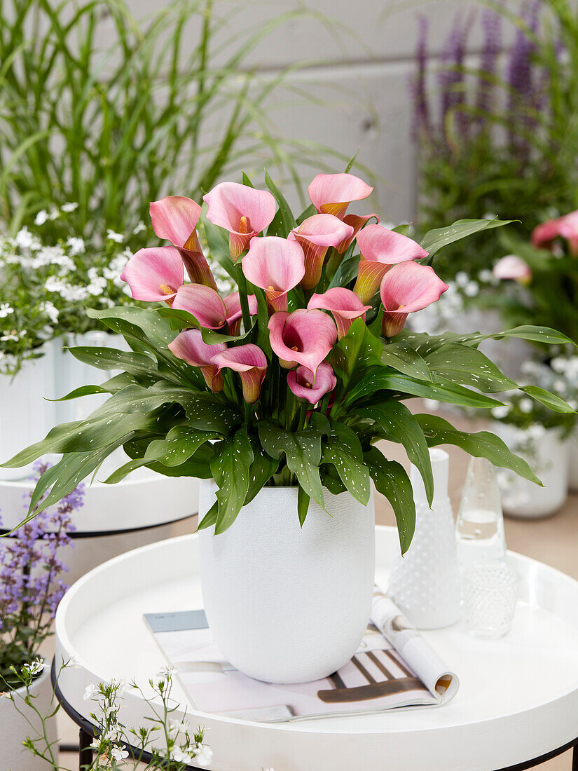 Calla (Zantedeschia) 'Sweet' Symphony