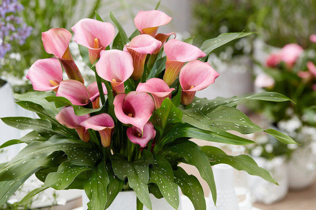 Calla (Zantedeschia) 'Sweet' Symphony