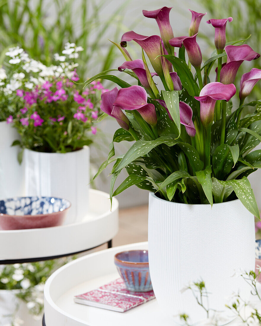 Calla (Zantedeschia) 'Purple Symphony'