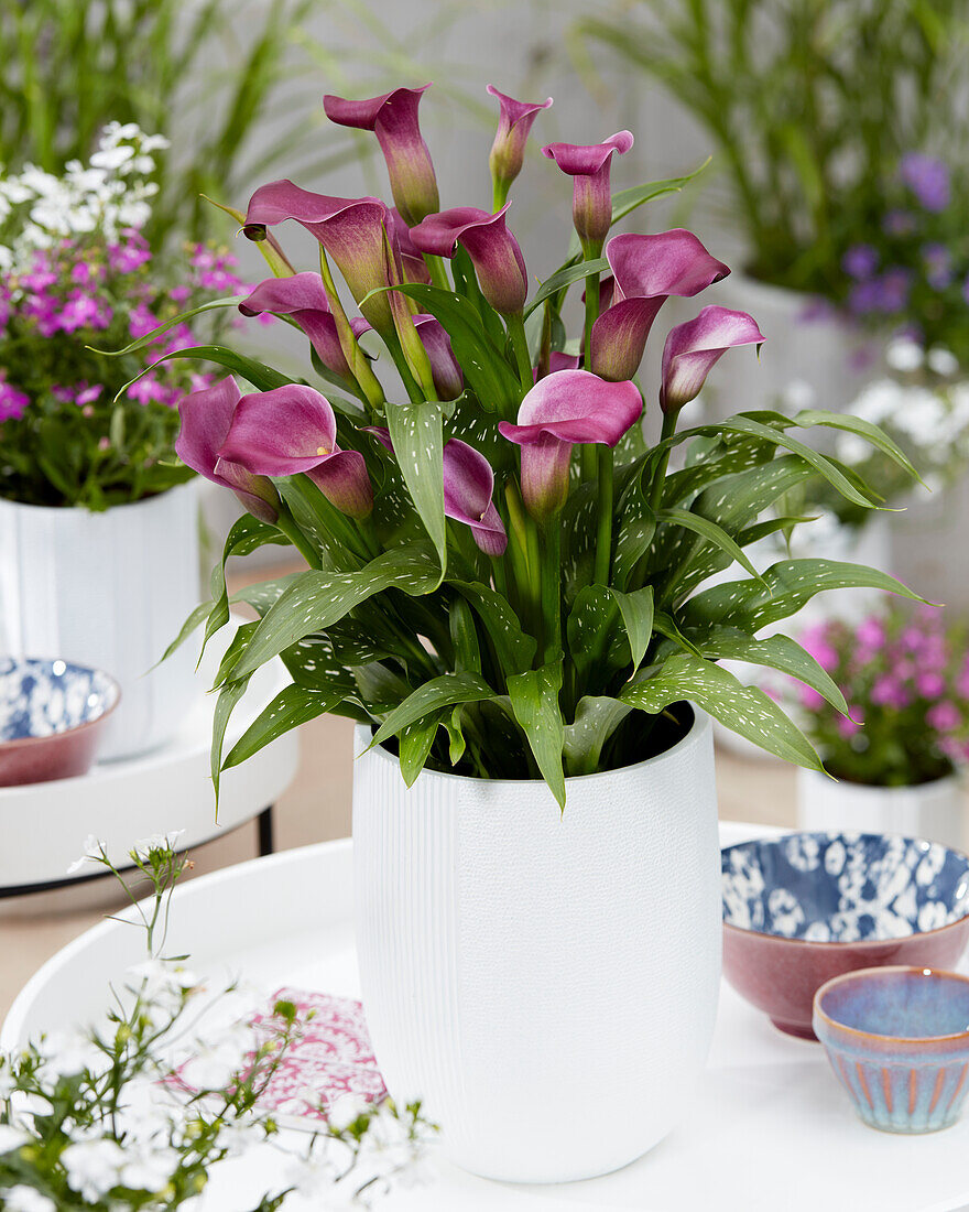 Calla (Zantedeschia) 'Purple Symphony'