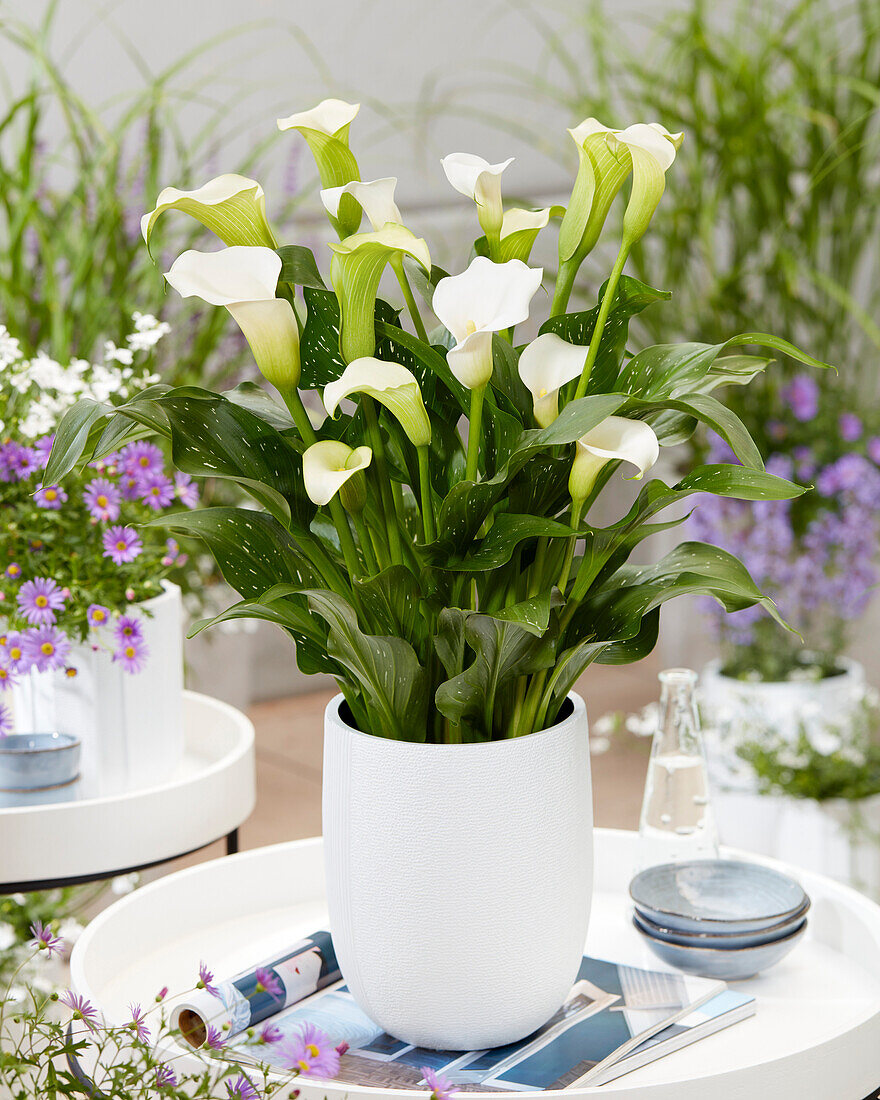 Zantedeschia Whitehorse