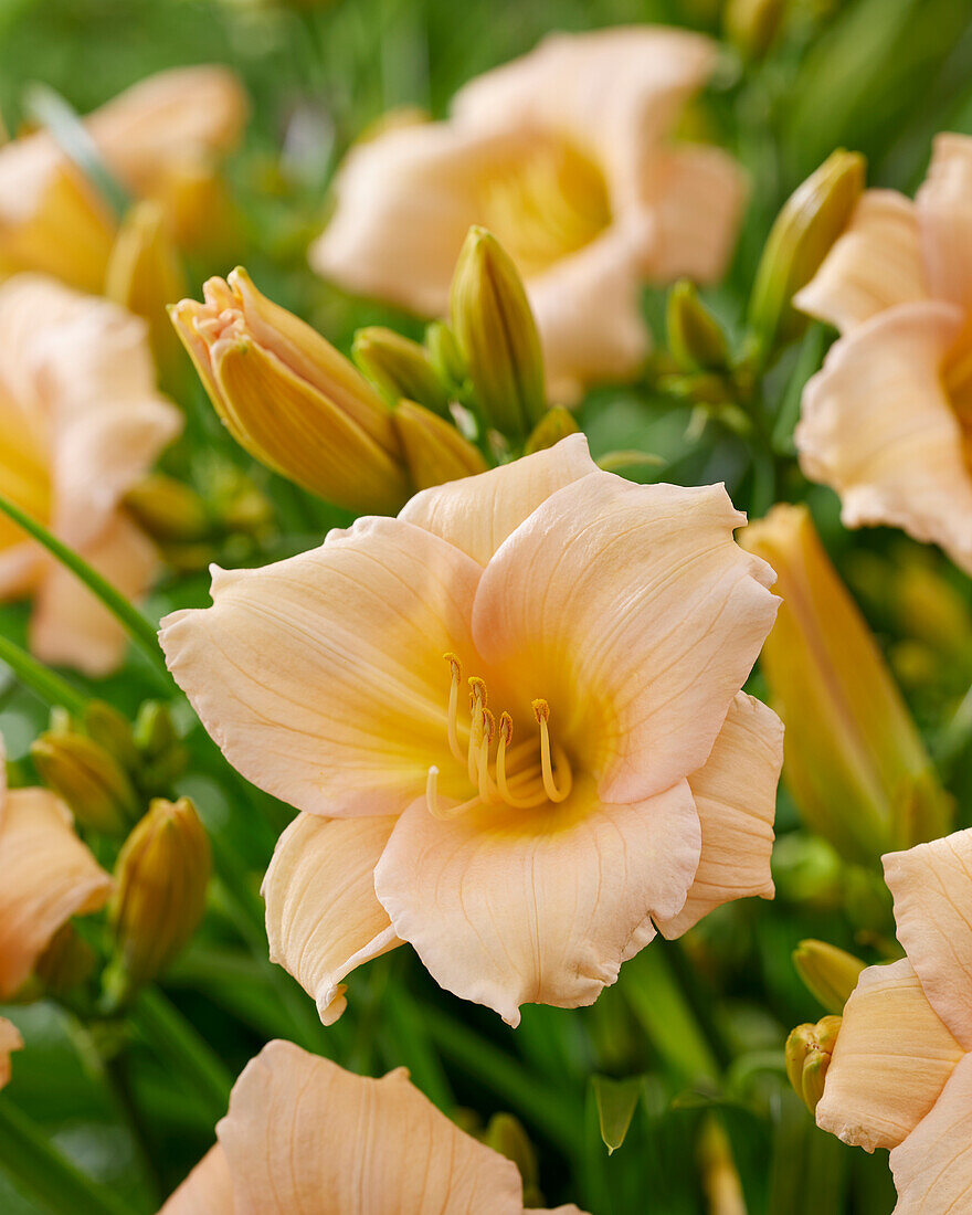 Taglilie (Hemerocallis) 'Mini Pearl'