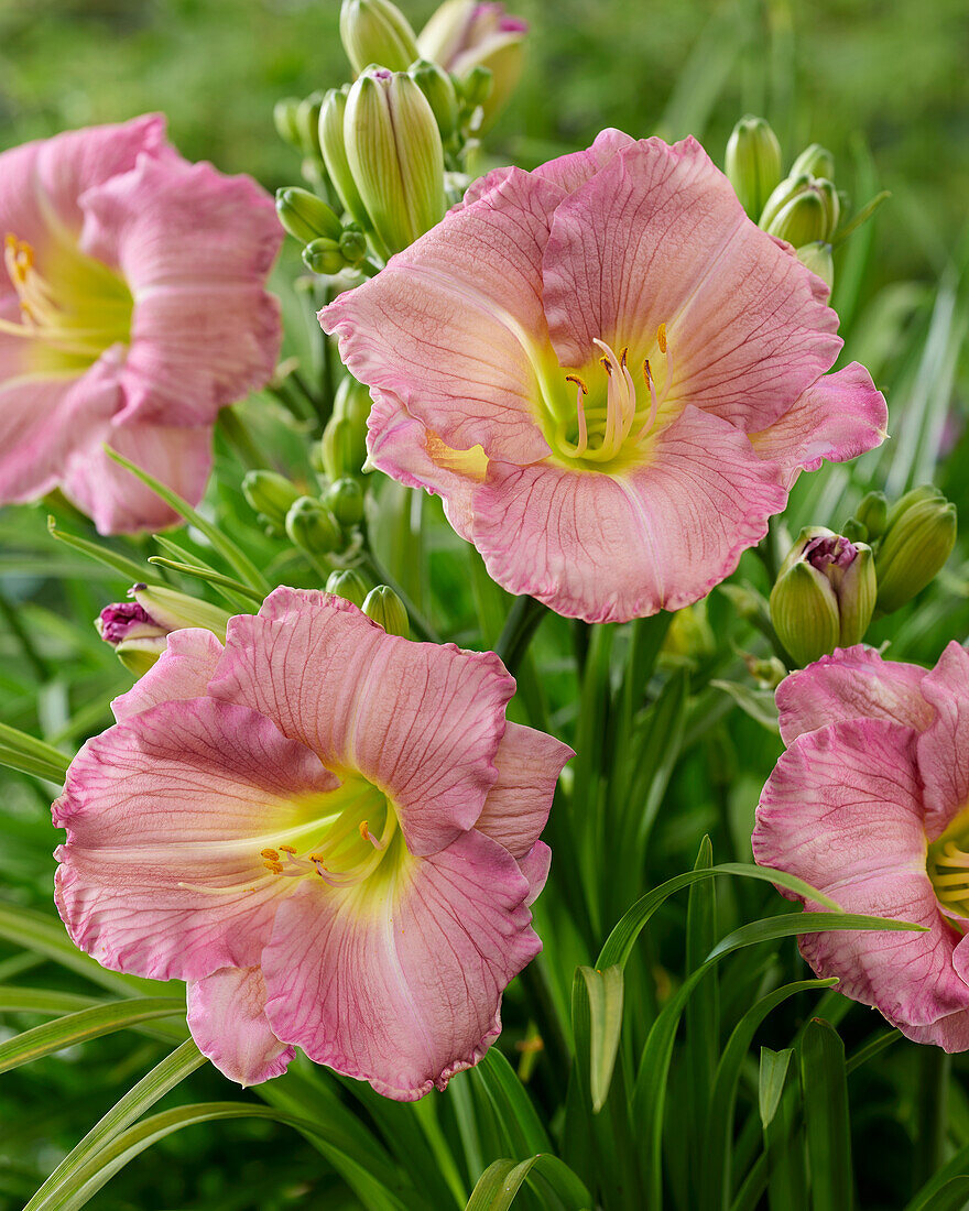 Taglilie (Hemerocallis) 'Lavender Tonic'