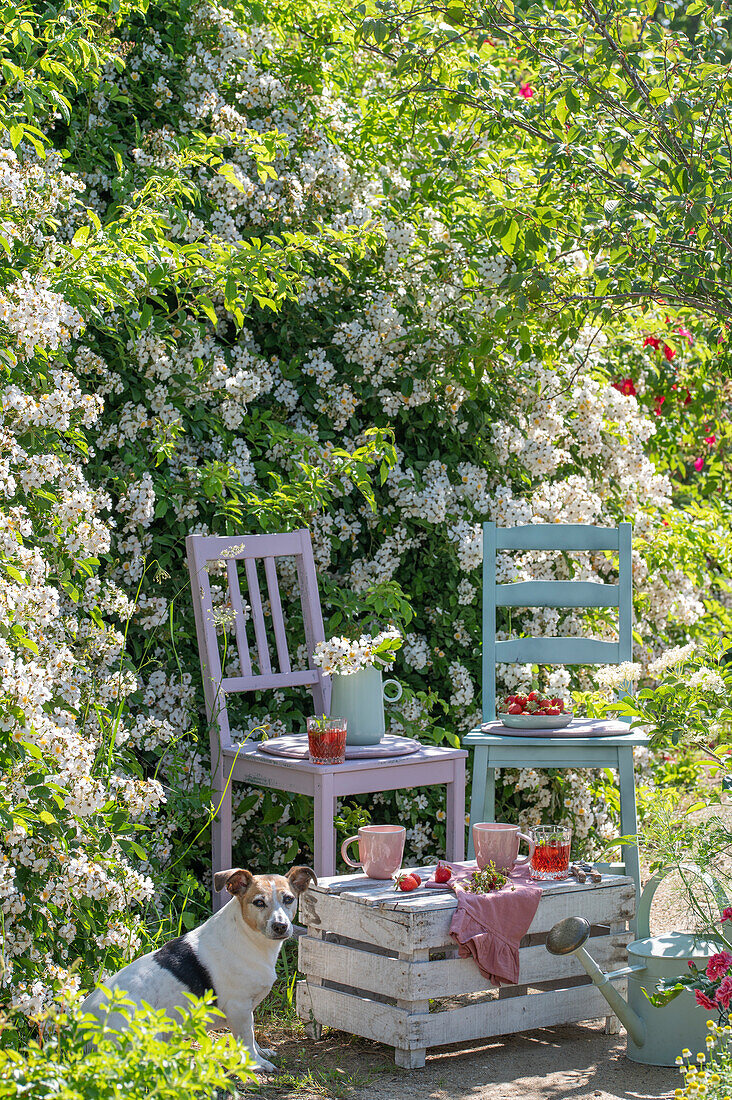 Strawberries and drinks on wooden chair and wooden box in the garden in front of flowering polyanth rose