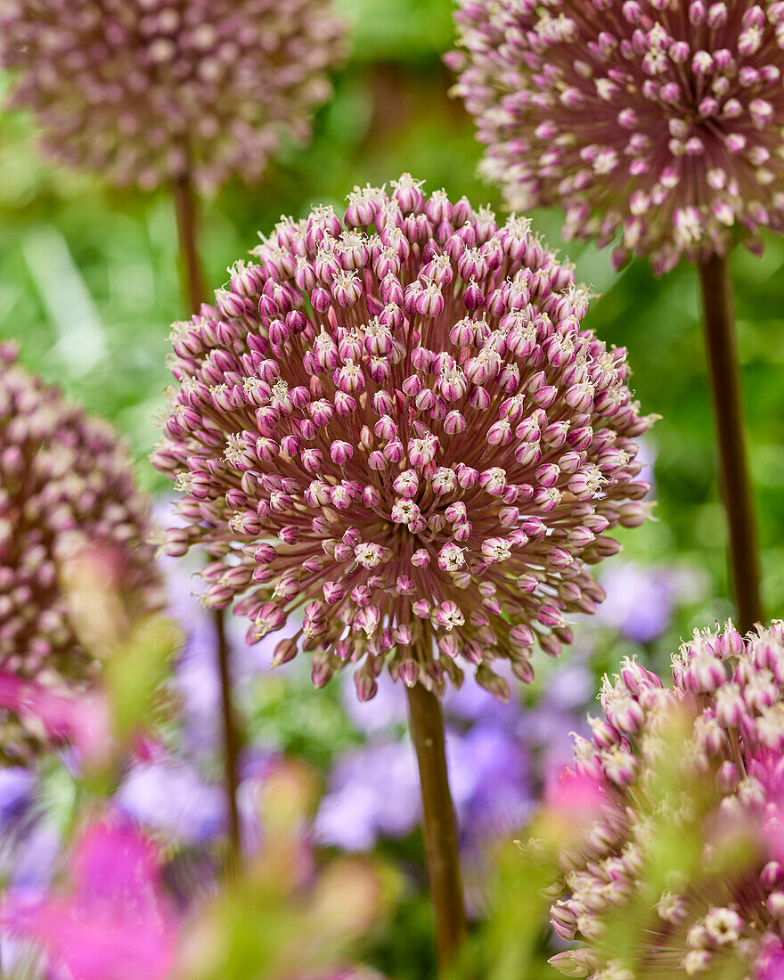 Allium Summer Drummer