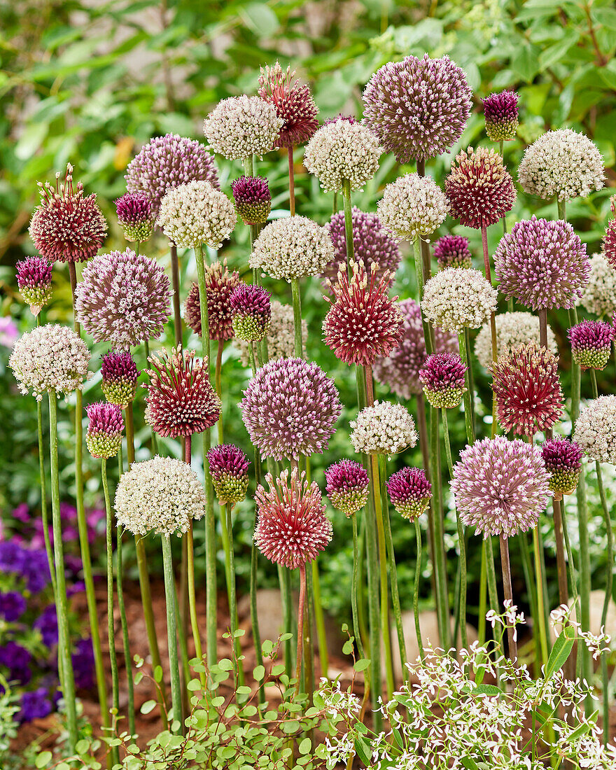 Zierlauch (Allium), Mischung