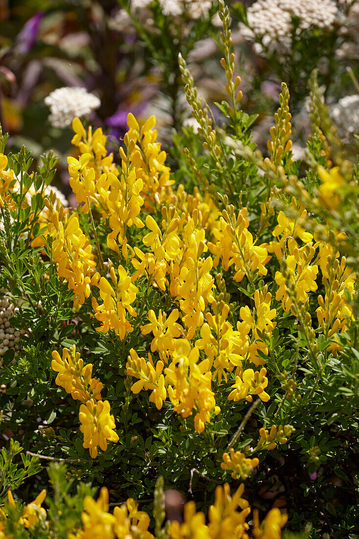 Genista tinctoria