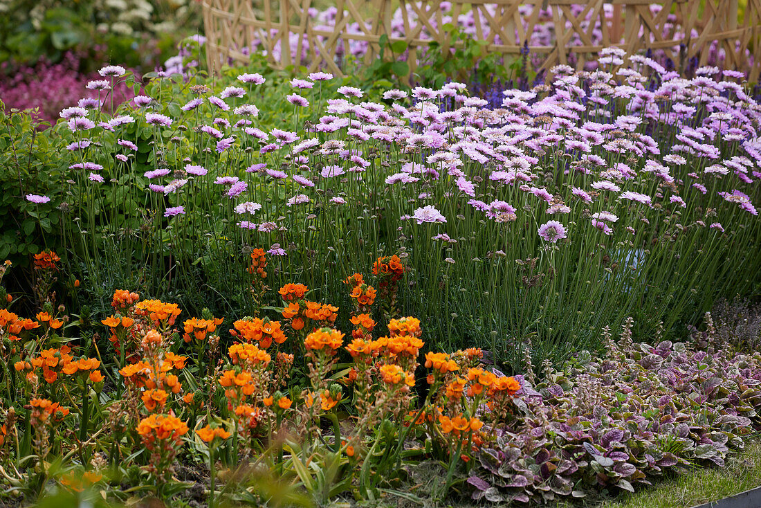 Sommerliche Randbepflanzung