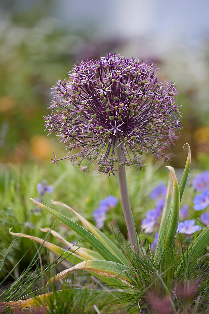 Allium cristophii