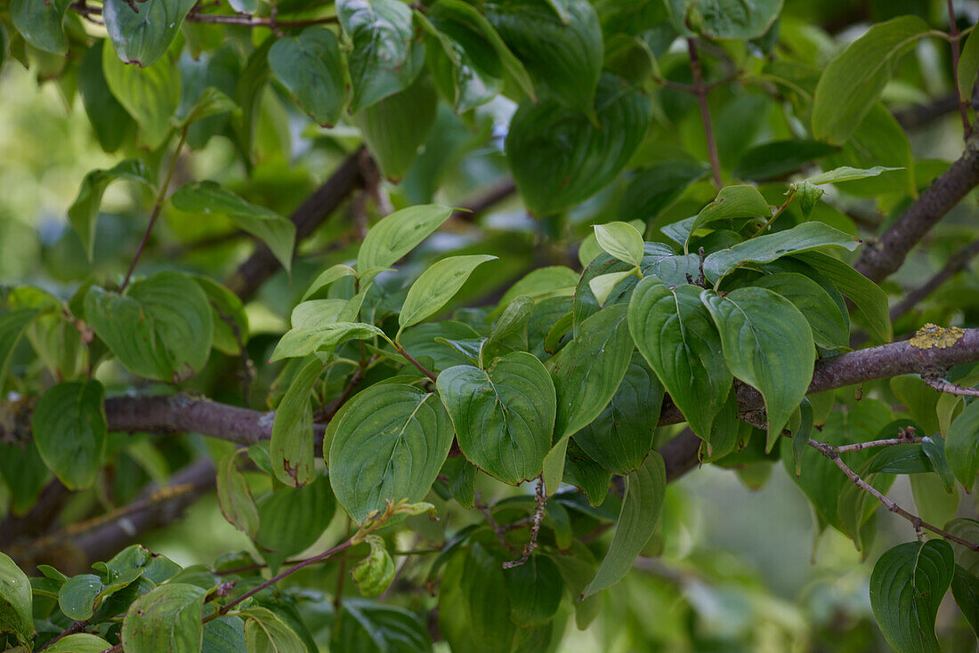 Cornus officinalis