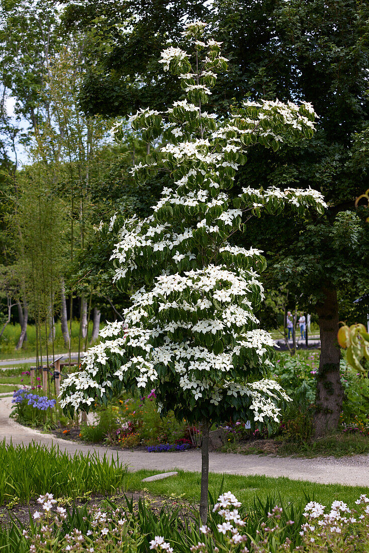 Cornus kousa var. chinensis