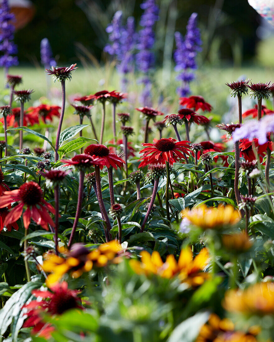 Echinacea red