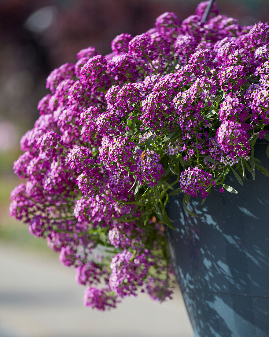 Lobularia maritima Easy Breezy Purple