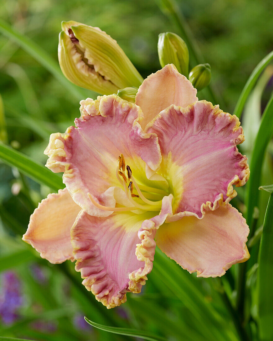 Hemerocallis Lavender Tutu