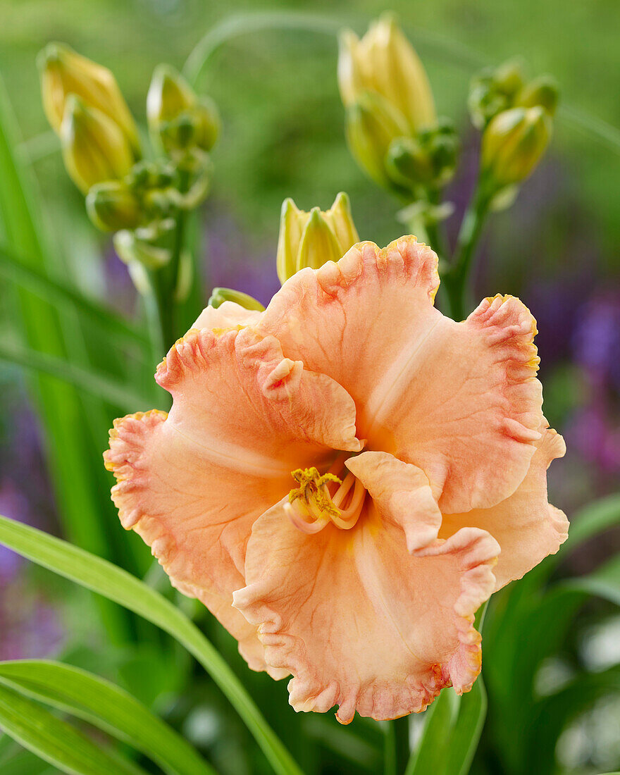 Hemerocallis Spacecoast Sweetness