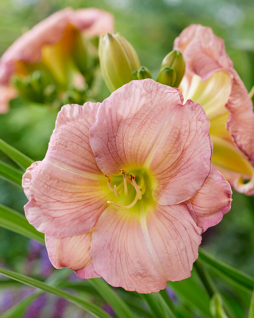 Hemerocallis Lavender Tonic