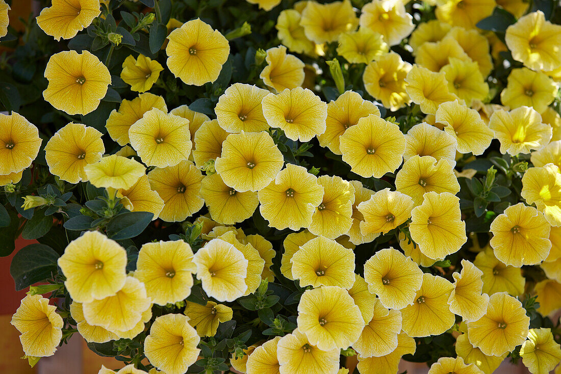 Petunia grandiflora Bees Knees