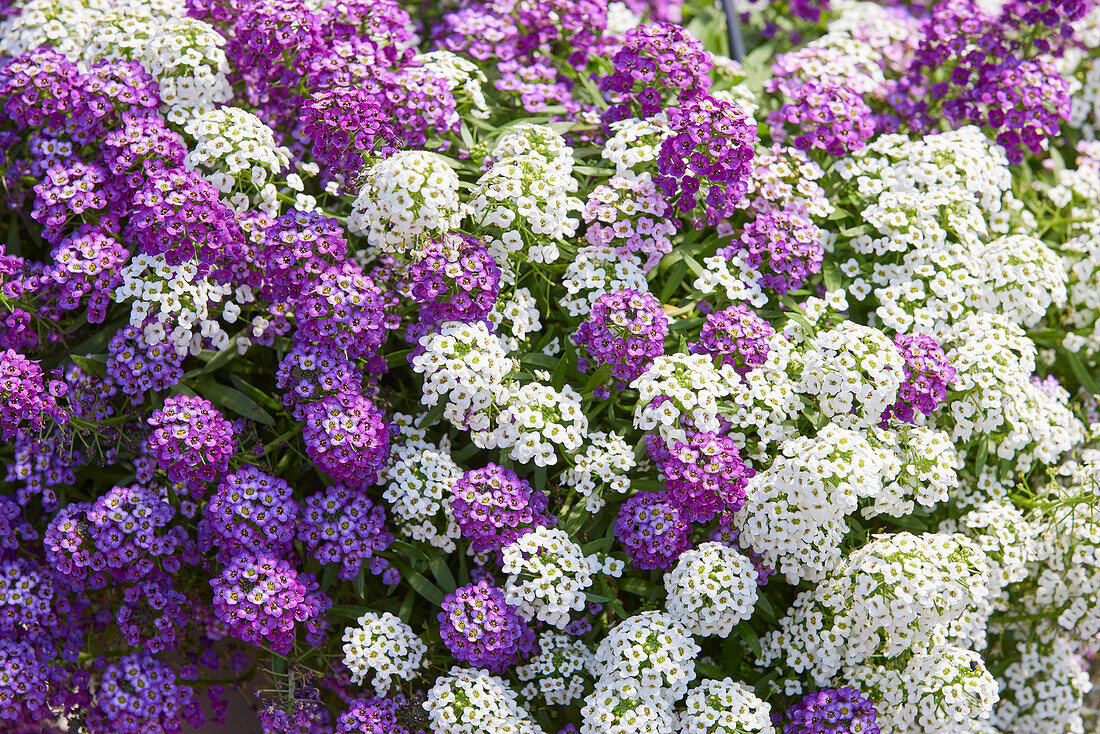 Lobularia maritima Easy Breezy MixMasters Heaven Scent