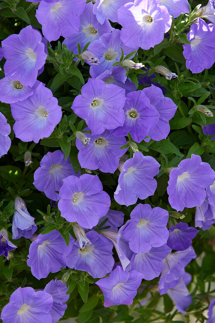 Petunia grandiflora ColorRush Sky Blue