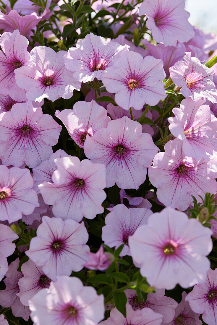 Petunia grandiflora ColorRush Pink Vein