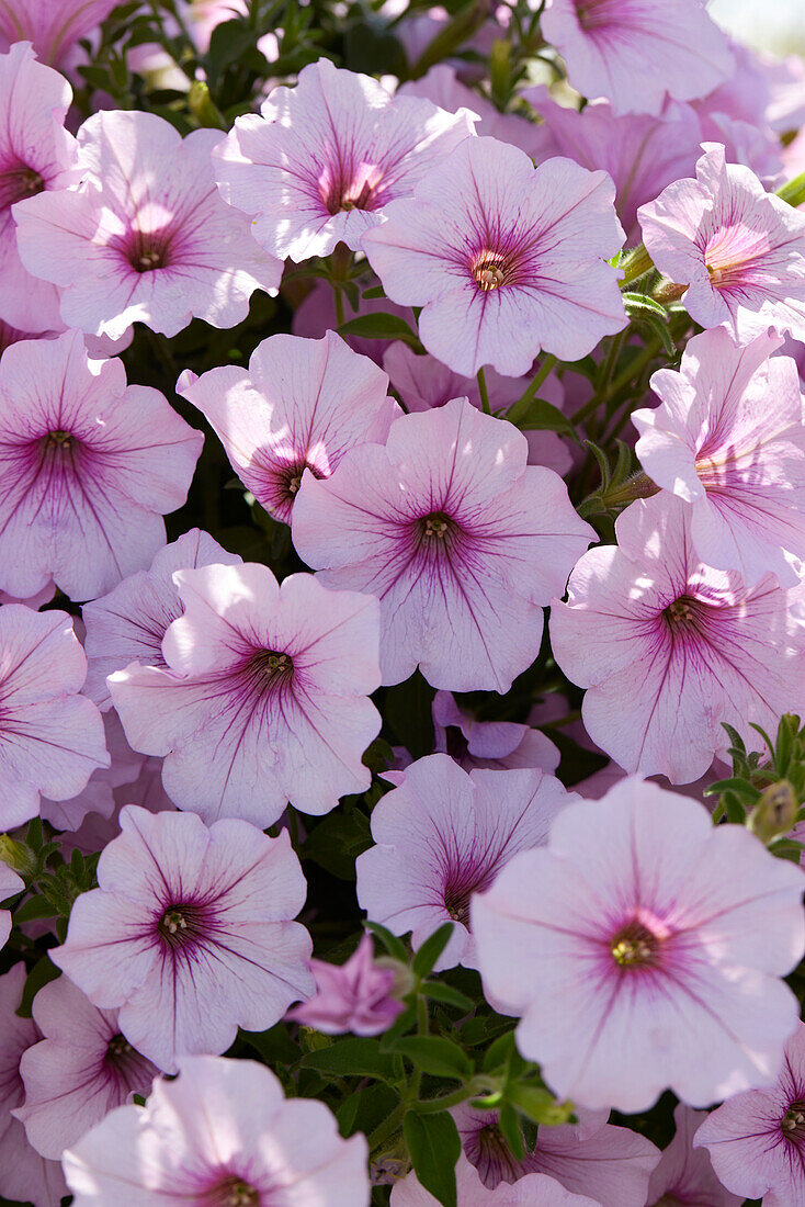 Großblumige Petunie (Petunia grandiflora) 'ColorRush Pink Vein'