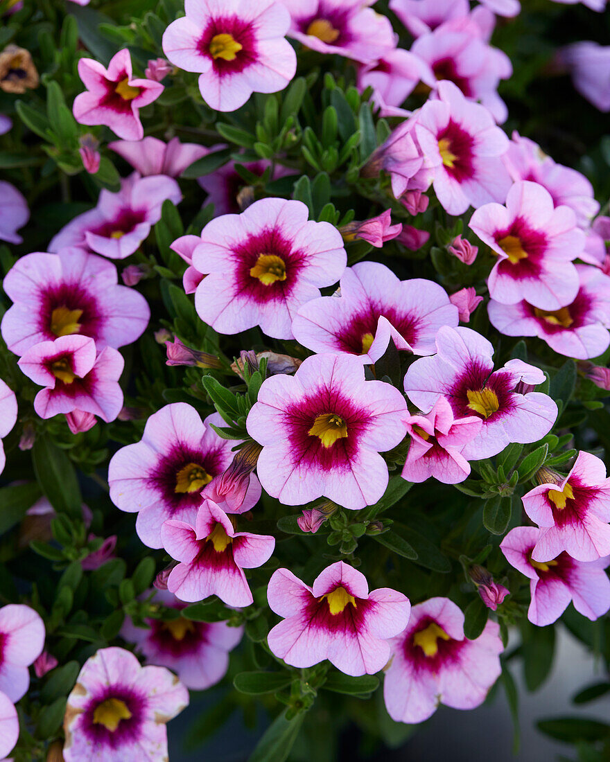 Calibrachoa parviflora Cabaret Early Light Pink Eye