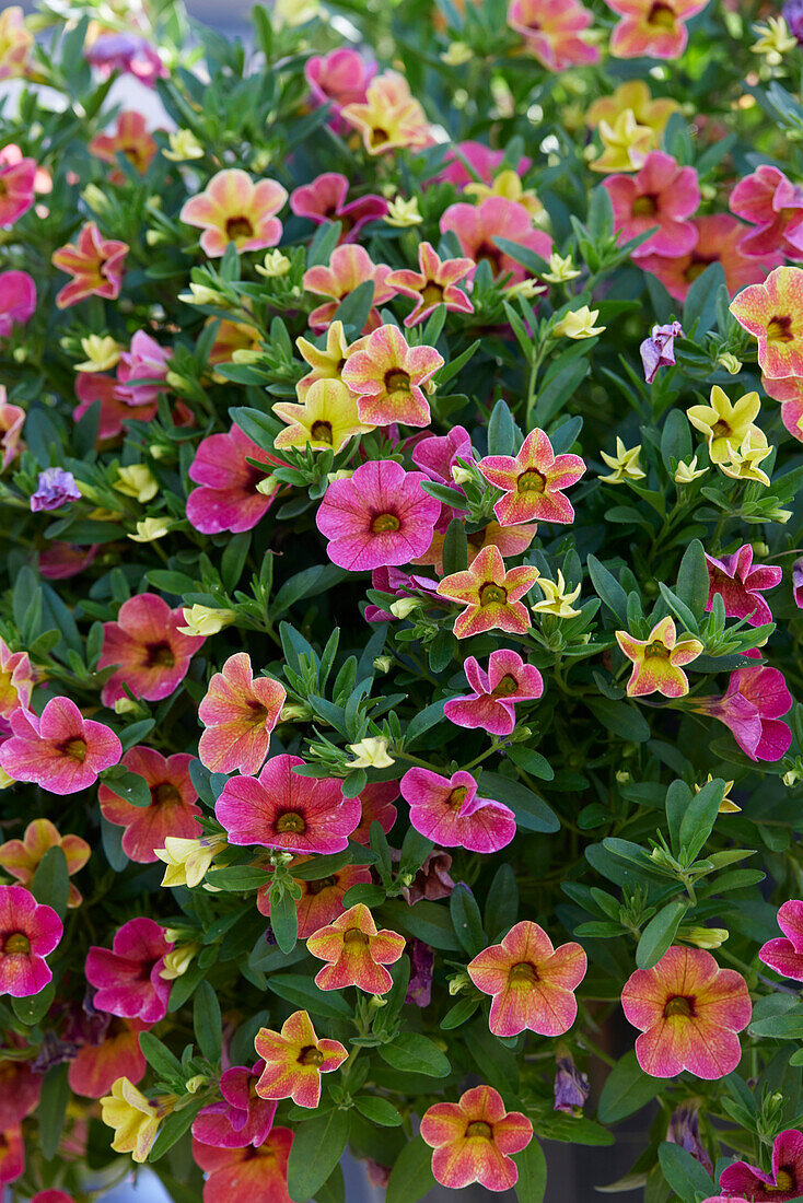 Kleinblütige Petunie (Calibrachoa parviflora) 'Cabaret Special Apricot'