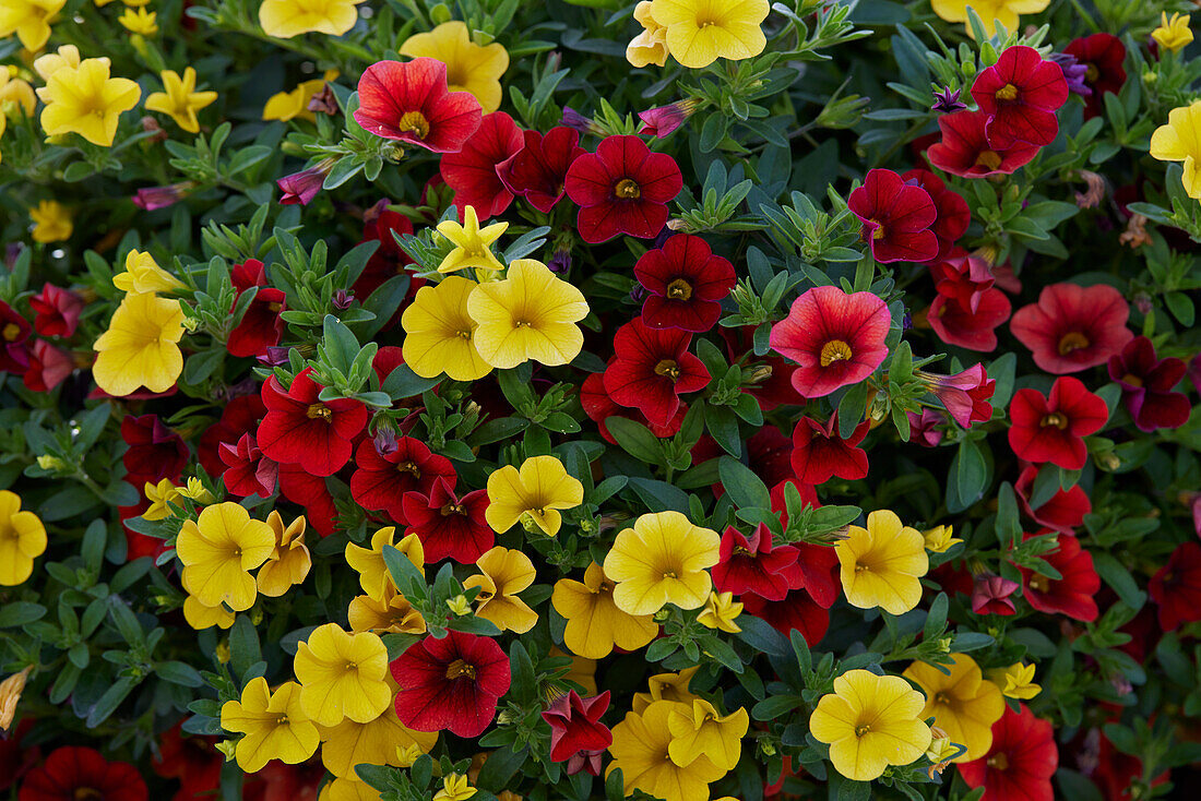 Calibrachoa parviflora Cabaret MixMasters Firework