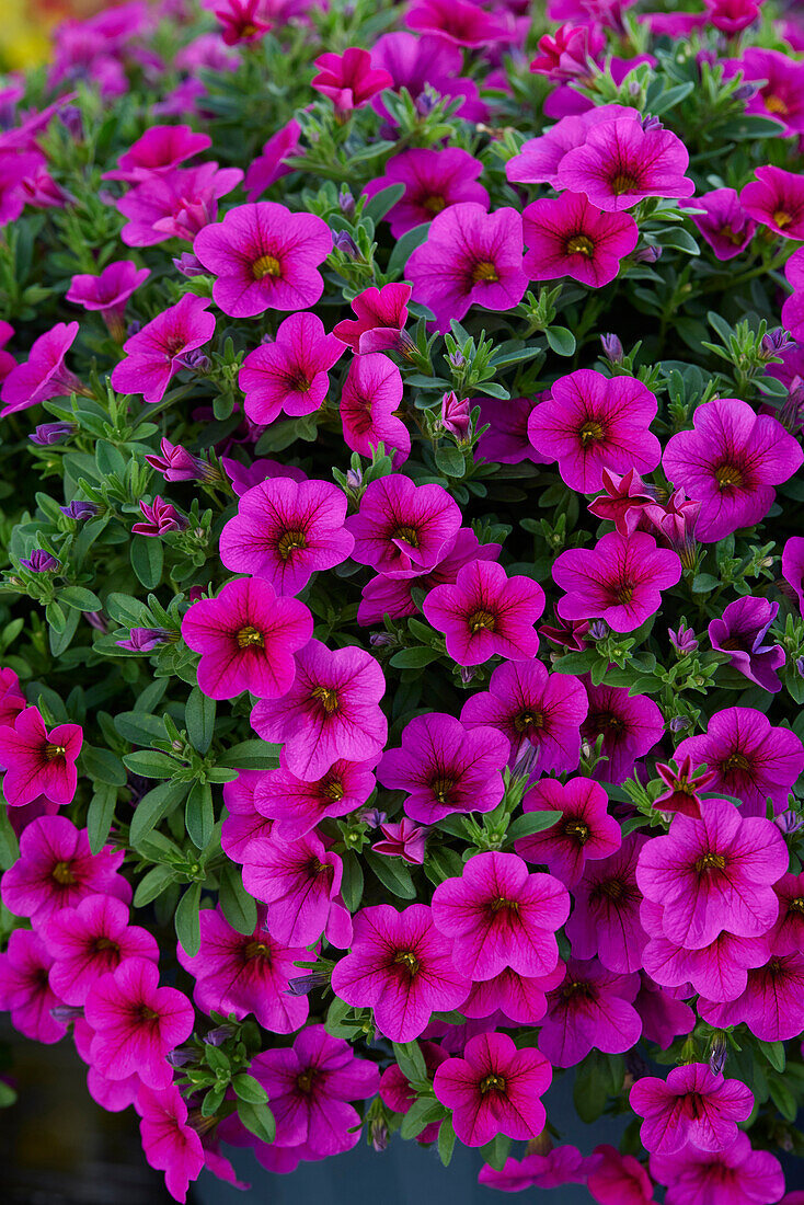 Calibrachoa