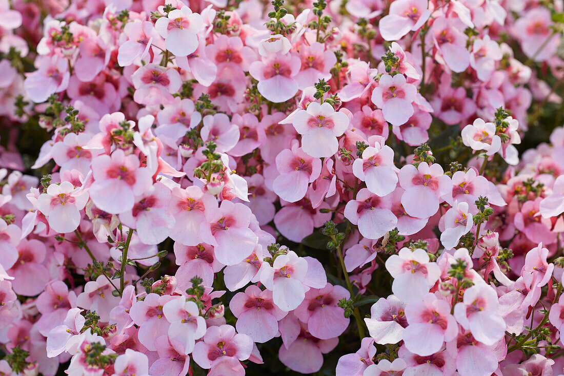 Diascia barberae Juliet™ Appleblossom