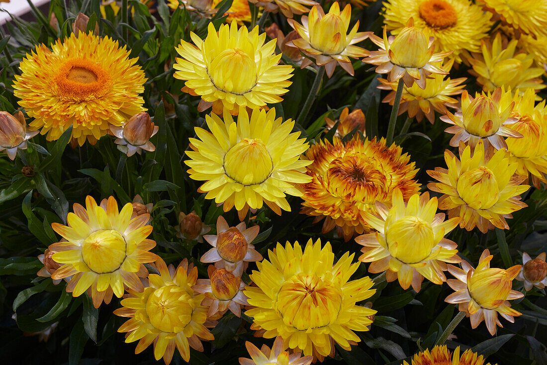 Bracteantha bracteata Crispy Yellow