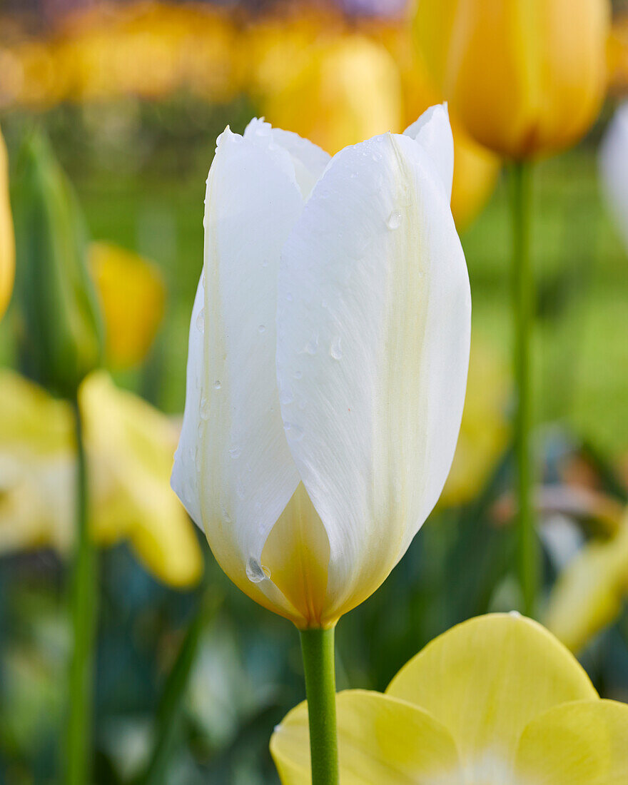 Tulpe (Tulipa) 'Purissima'