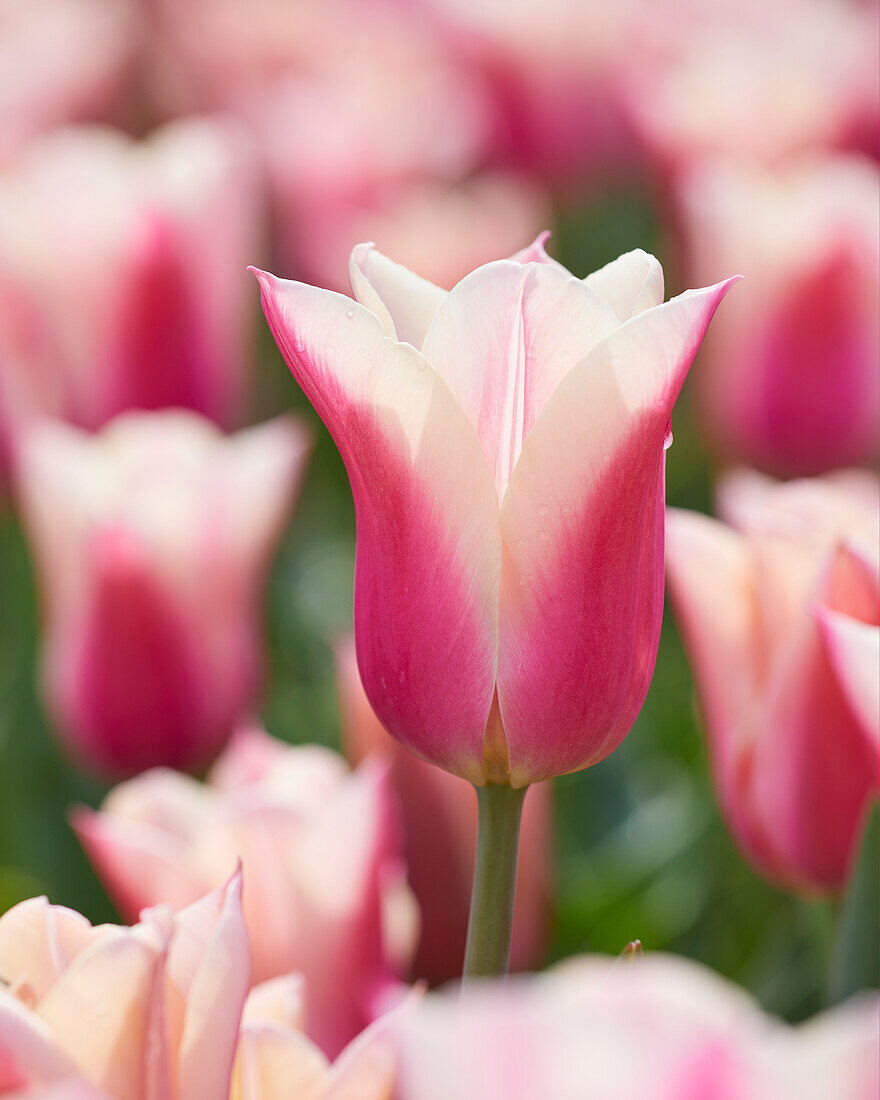 Tulipa Sanne