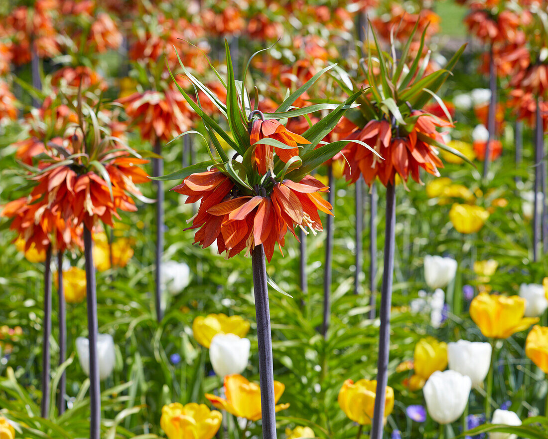 Fritillaria imperialis Rubra Maxima