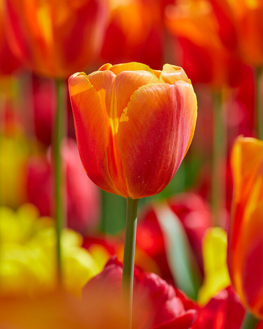 Tulpe (Tulipa) 'Delta Storm'