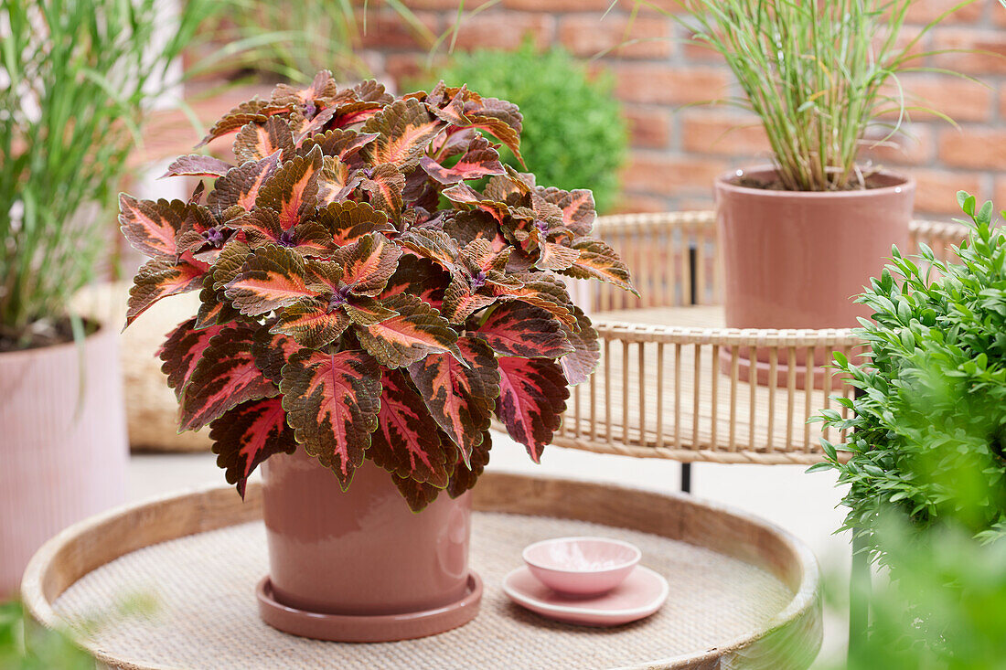 Buntnessel (Solenostemon scutellarioides) 'Main Street Sunset Boulevard'