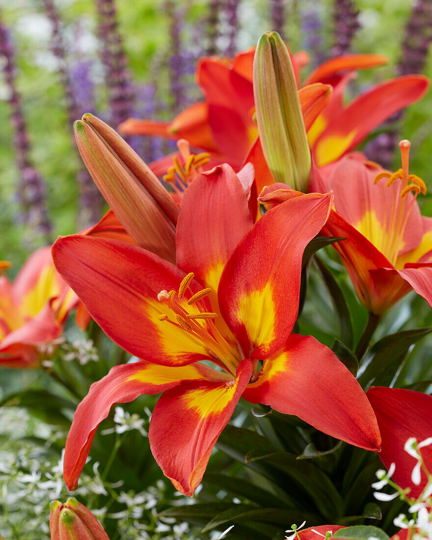 Lilium VL2018-4