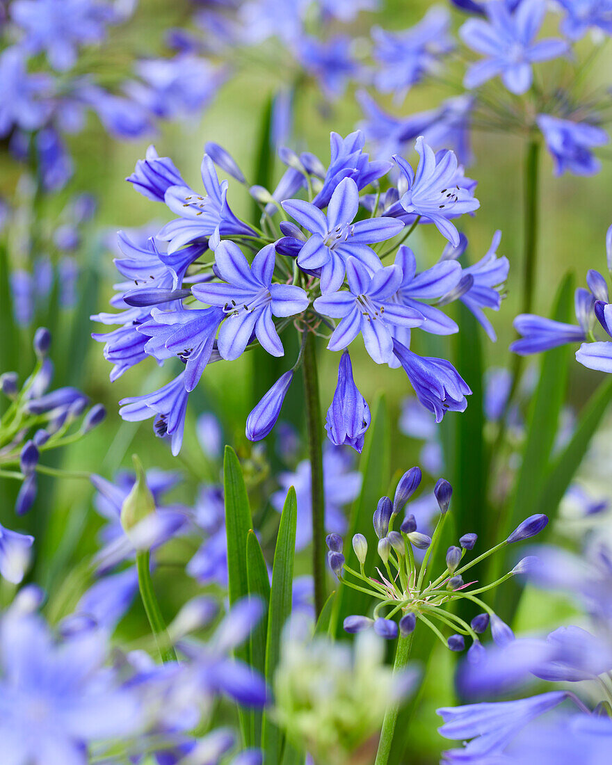 Agapanthus Lapis Lazuli